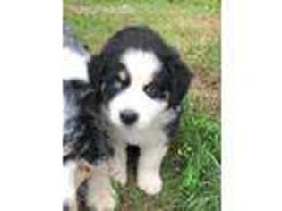 Australian Shepherd Puppy for sale in Toano, VA, USA