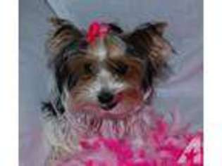 Yorkshire Terrier Puppy for sale in GRIFFIN, GA, USA