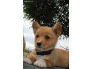 Pembroke Welsh Corgi Puppy for sale in Florence, CO, USA