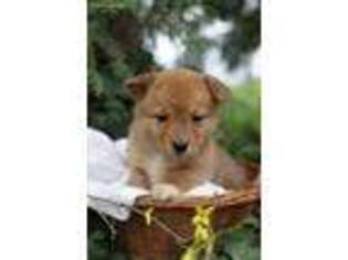 Pembroke Welsh Corgi Puppy for sale in Ephrata, PA, USA