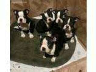 Boston Terrier Puppy for sale in Temple Hills, MD, USA