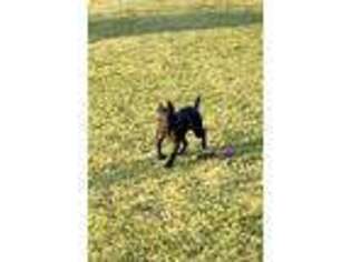Cane Corso Puppy for sale in Brookneal, VA, USA