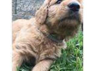 Goldendoodle Puppy for sale in Eyota, MN, USA