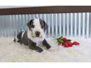 Great Dane Puppy for sale in Shipshewana, IN, USA