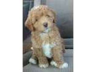 Goldendoodle Puppy for sale in Valley Springs, CA, USA