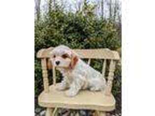 Cavachon Puppy for sale in New Holland, PA, USA