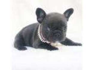 French Bulldog Puppy for sale in Pembroke Pines, FL, USA