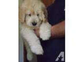 Goldendoodle Puppy for sale in MERRIMACK, NH, USA