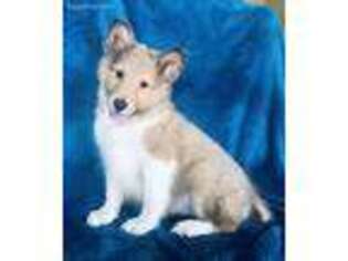 Shetland Sheepdog Puppy for sale in Hughesville, MO, USA