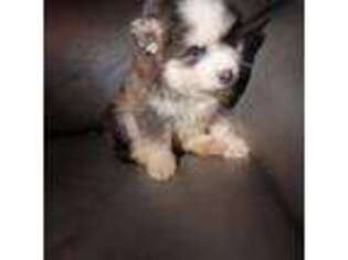 Mutt Puppy for sale in Canyon, TX, USA