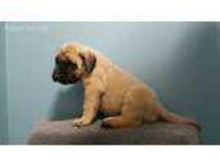 Mastiff Puppy for sale in Lincoln, NE, USA