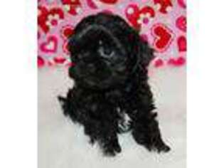 Shih-Poo Puppy for sale in Howe, OK, USA