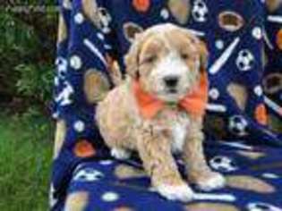 Shih-Poo Puppy for sale in Peach Bottom, PA, USA