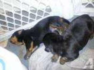 Rottweiler Puppy for sale in BARTOW, FL, USA