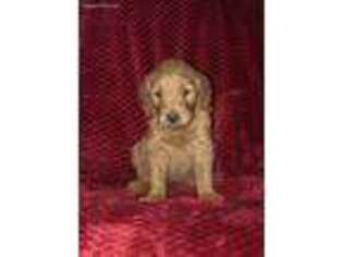 Goldendoodle Puppy for sale in Clarence, MO, USA