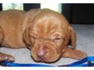 Vizsla Puppy for sale in Ganado, TX, USA