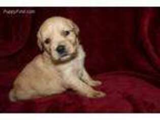 Golden Retriever Puppy for sale in Galena, MO, USA
