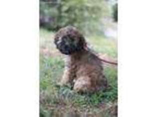 Soft Coated Wheaten Terrier Puppy for sale in Athens, TN, USA
