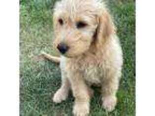 Labradoodle Puppy for sale in Detroit Lakes, MN, USA