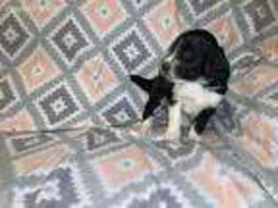 Portuguese Water Dog Puppy for sale in Weston, ID, USA