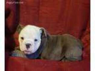 Bulldog Puppy for sale in Fort Towson, OK, USA