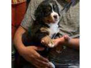 Bernese Mountain Dog Puppy for sale in Dover Foxcroft, ME, USA