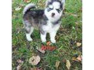 Siberian Husky Puppy for sale in Clio, MI, USA