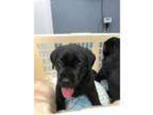 Labrador Retriever Puppy for sale in Vinemont, AL, USA