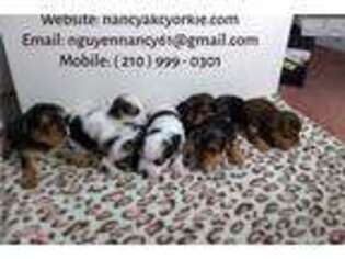Yorkshire Terrier Puppy for sale in San Antonio, TX, USA