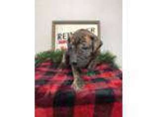 Great Dane Puppy for sale in Fresno, OH, USA