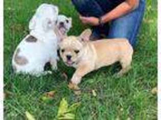 French Bulldog Puppy for sale in Kimball, MN, USA