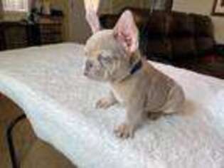 French Bulldog Puppy for sale in Lake Elsinore, CA, USA