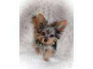 Yorkshire Terrier Puppy for sale in Lawrence, KS, USA