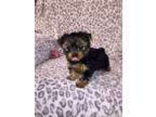 Yorkshire Terrier Puppy for sale in Howard, KS, USA
