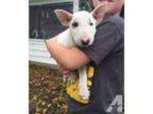 Bull Terrier Puppy for sale in FLUSHING, NY, USA