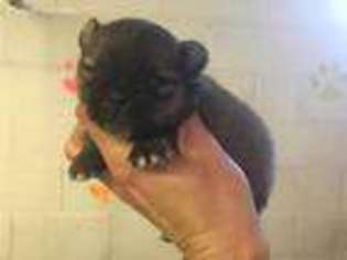 Pomeranian Puppy for sale in Douglas, GA, USA