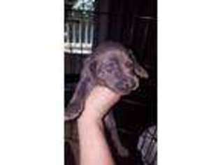 Weimaraner Puppy for sale in Hoover, AL, USA