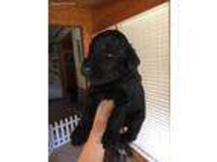 Mutt Puppy for sale in Elkmont, AL, USA