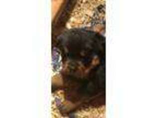 Rottweiler Puppy for sale in Abilene, TX, USA