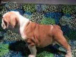 Bulldog Puppy for sale in Manchester, OH, USA