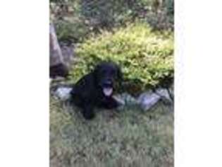 Labradoodle Puppy for sale in Auburn, AL, USA