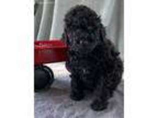 Goldendoodle Puppy for sale in Rosemount, MN, USA