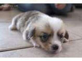 Pembroke Welsh Corgi Puppy for sale in Von Ormy, TX, USA