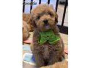 Goldendoodle Puppy for sale in Climax, NC, USA
