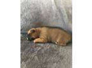 Boxer Puppy for sale in Scotia, NE, USA