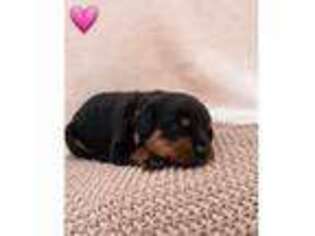 Rottweiler Puppy for sale in Port Charlotte, FL, USA