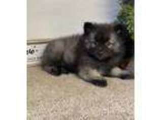 Keeshond Puppy for sale in Kettering, OH, USA