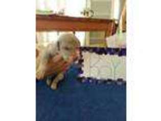 Great Dane Puppy for sale in Deland, FL, USA