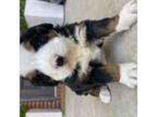 Bernese Mountain Dog Puppy for sale in Fort Payne, AL, USA
