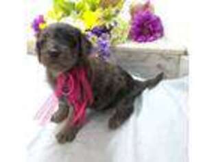 Goldendoodle Puppy for sale in Green Valley, AZ, USA